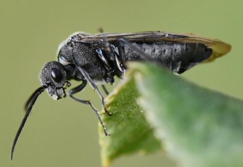 Dolerus sp.
